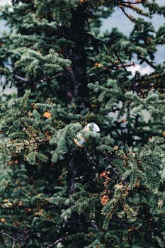 A discarded can nestled among spruce branches in Banff's lush forest.